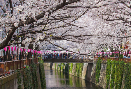 Beautiful sakura cherry blossom at Nakameguro Tokyo, Japanのeditorial素材
