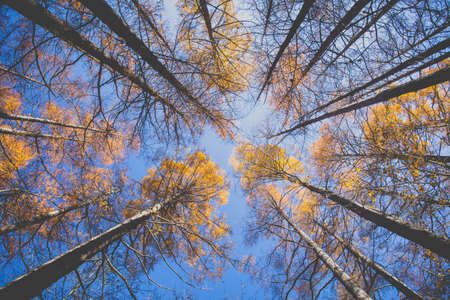 Beautiful autumn trees of pine forest in autumn seasonの写真素材