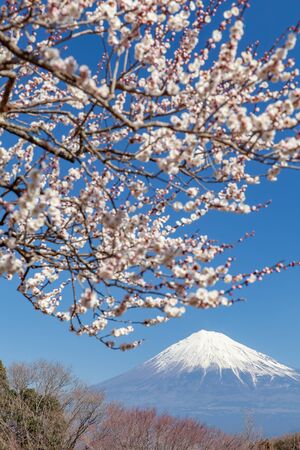Chinese plum flower and Mountain Fuji in spring seasonの写真素材