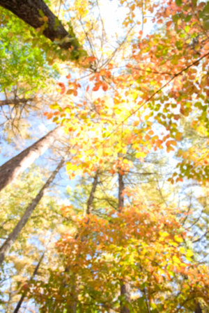 Abstract background of autumn tree forest , shallow depth of focus.の写真素材
