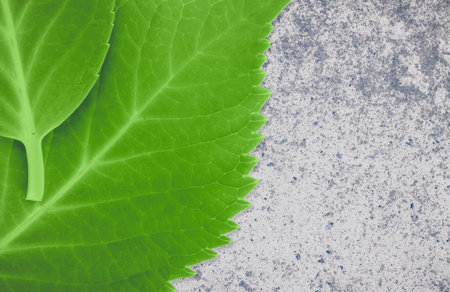 Green leaves on outdoor concrete  floor background