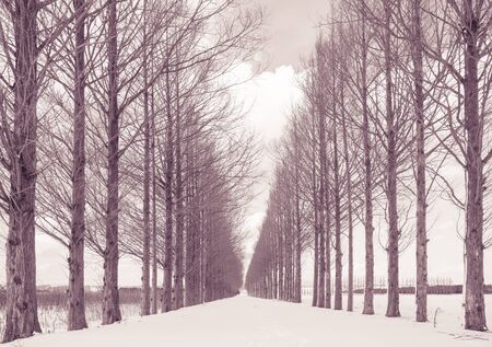 Avenue of Dawn redwood tree with snow in winter season at Kanazawa city , Japanの写真素材