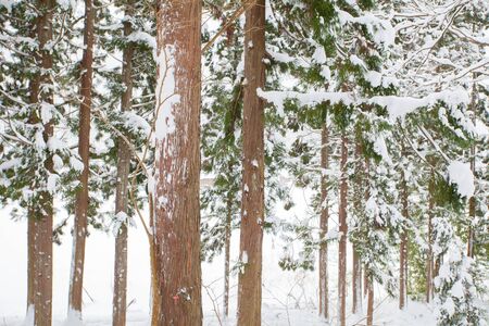 Winter landscape , Trees with snow in forestの写真素材