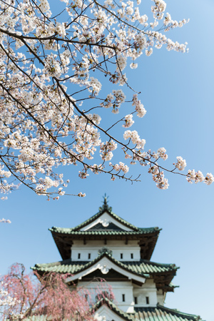 Hirosaki castle and Sakura cherry blossom tree in spring. Hirosaki castle tower is not that big but itâs the only one castle tower in Tohoku area which rebuilt at Edo Period.のeditorial素材