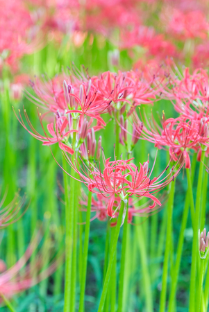 Close - up Red spider lily in autumnの写真素材