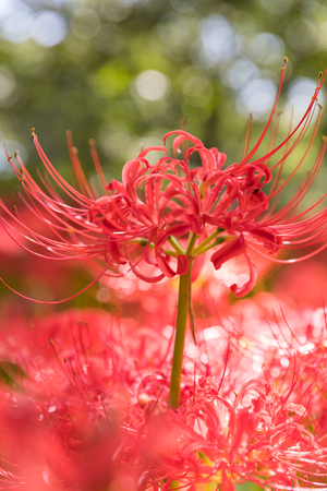 Close - up Red spider lily in autumnの写真素材