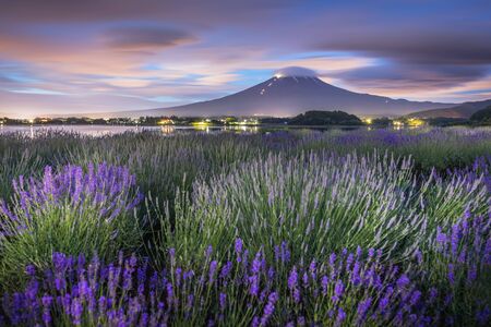 Night view of Mountain Fuji and lavender fields in summer season at Lake kawaguchikoの写真素材