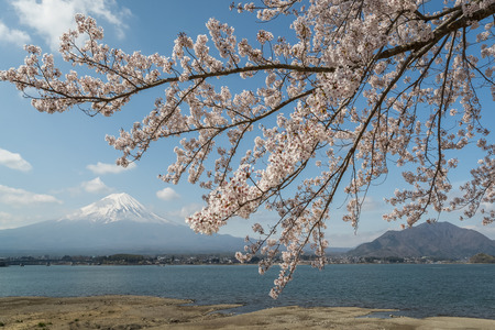 Sakura cherry blossom and Mt. Fuji at Kawaguchiko lake , Japan  in spring seasonの写真素材