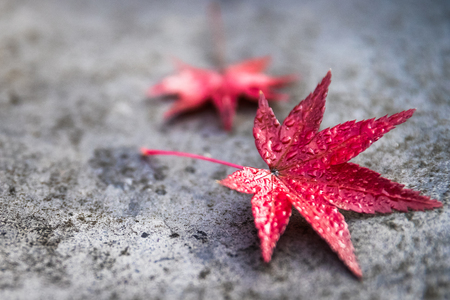 Red maple leaf falled on temple roofの写真素材