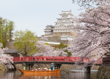 Japan Himeji castle , White Heron Castle in beautiful sakura cherry blossom seasonのeditorial素材