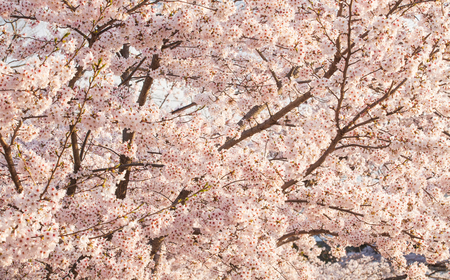 Close - up Beautiful cherry blossom sakura 
の写真素材