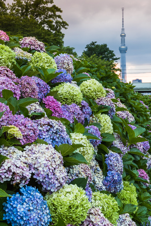 Hydrangea bush with Tokyo Sky tree in background at sunsetのeditorial素材