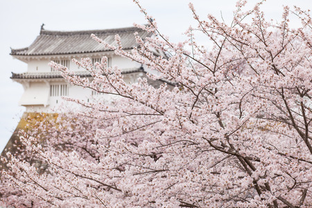 Japan Himeji castle , White Heron Castle in beautiful sakura cherry blossom seasonのeditorial素材