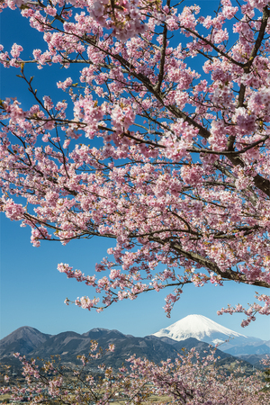 Kawazu Sakara and Mountain Fuji in spring seasonの写真素材