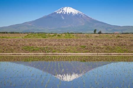 Mount Fuji and rice field in spring seasonの写真素材