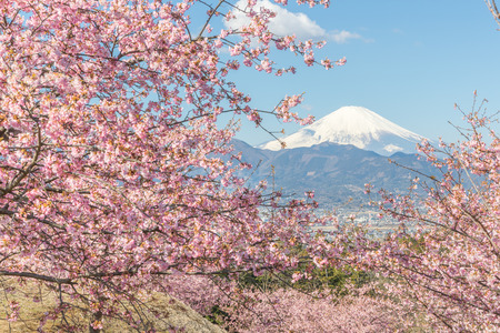 Kawazu Sakara and Mountain Fuji in spring seasonの写真素材
