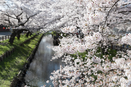 Japanese Sakura cherry blossom with small canal in spring seasonの写真素材