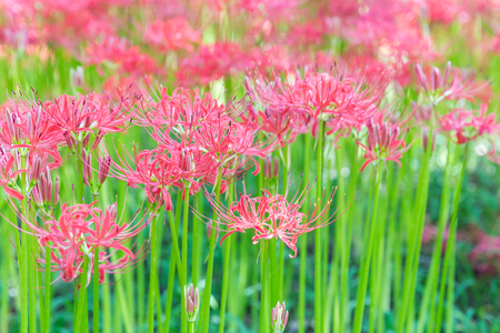 Close - up Red spider lily in autumnの写真素材
