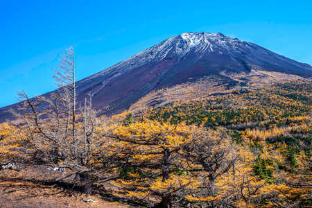 Top of Mount Fuji and yellow pine trees in autumnの写真素材