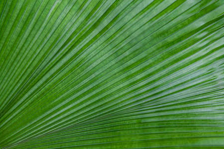 Close - up of green leaves nature background. Nature background of tree leaves texture and background seamlessの写真素材