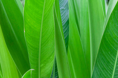 Close - up of green leaves nature background. Nature background of tree leaves texture and background seamlessの写真素材
