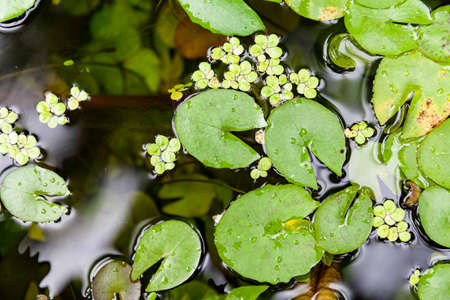 fresh green floating aquatic plants pattern and texure background seamlessの写真素材