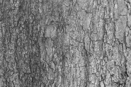 Cracks of tree bark texture and background seamlessの写真素材