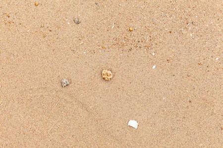 Clean brown fine sand and shell fragments for use as a backgroundの写真素材