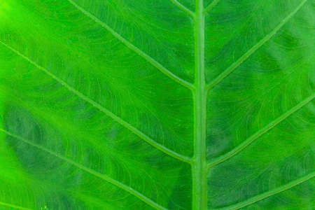 Close - up of green leaves nature background. Nature background of tree leaves texture and background seamlessの写真素材