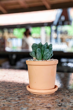 A small cactus in a brown pot decorated on the kitchen counter