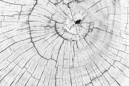 Close - up white stump pattern texture and background seamlessの写真素材