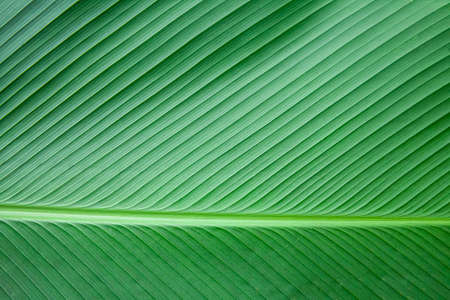 Close - up of green leaves nature background. Nature background of tree leaves texture and background seamlessの写真素材