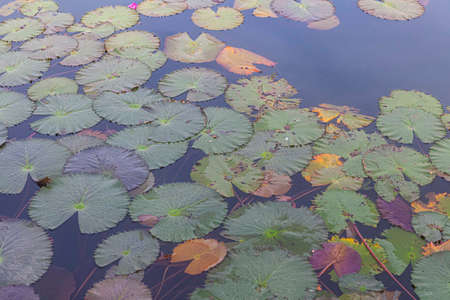 Bright red lotuses and lotus leaves in a public poolの写真素材