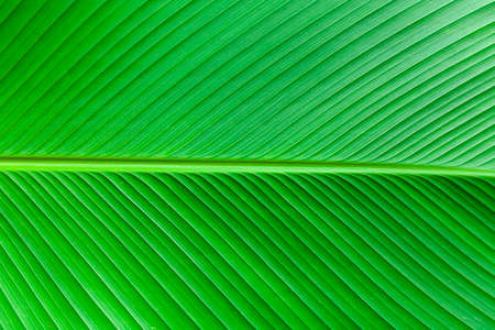 Close - up of green leaves nature background. Nature background of tree leaves texture and background seamlessの写真素材