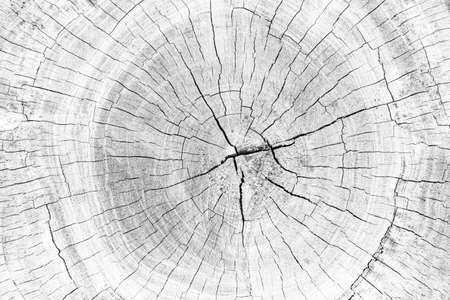 Close - up white stump pattern texture and background seamlessの写真素材