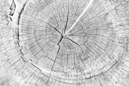 Close - up white stump pattern texture and background seamlessの写真素材