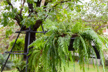 Green fern in large pots hanging in the garden at cafeの写真素材