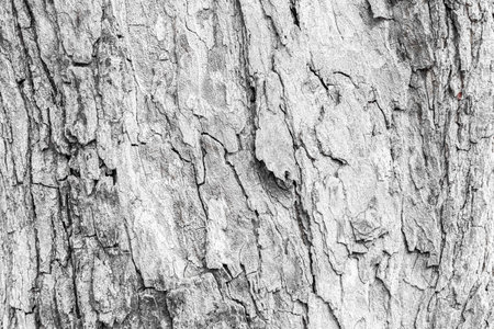 Cracks of tree bark texture and background seamlessの写真素材