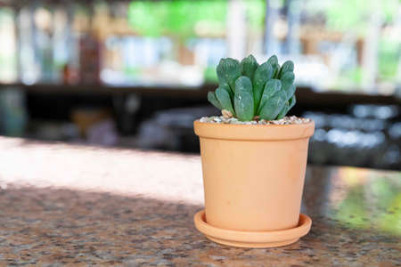 A small cactus in a brown pot decorated on the kitchen counterの写真素材