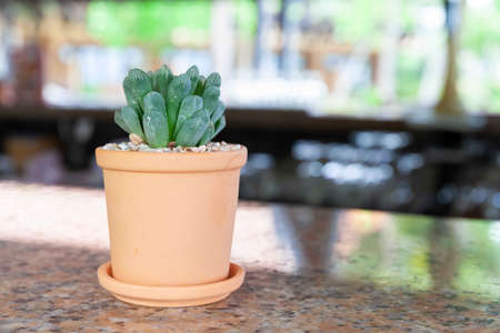 A small cactus in a brown pot decorated on the kitchen counterの写真素材