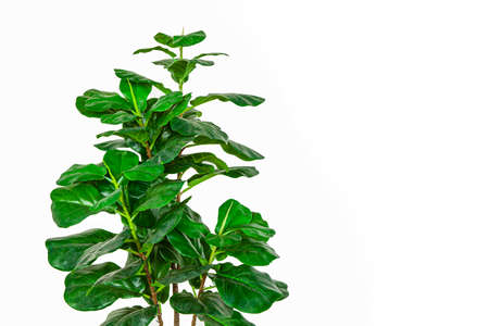 Ficus Lyrata tree decorated on the wall of a white buildingの写真素材