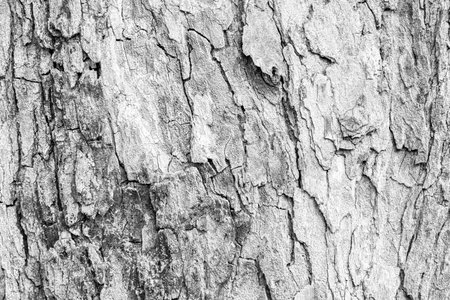 Cracks of tree bark texture and background seamlessの写真素材