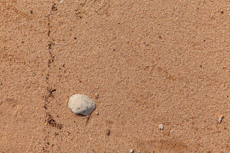 Sand texture. Sandy beach for background. Top view. Natural sand stone texture background. sand on the beach as background. Wavy sand background for summer designsの写真素材