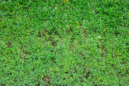 Long green hedge or green leaves wall. Green grass wall texture for backdrop design and eco wall and die-cut for artwork.Beautiful Green grass and hedge in garden.Fence trees for protection and beautyの写真素材