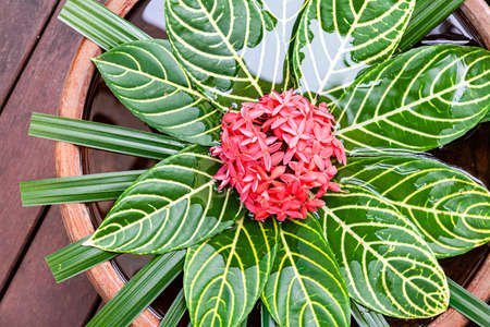Leaves and flowers are decorated in the tub in front of the restaurantの写真素材