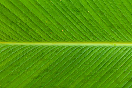 Close - up of green leaves nature background. Nature background of tree leaves texture and background seamlessの写真素材