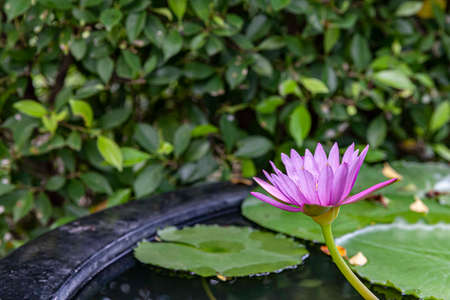 A small purple lotus flower in a terracotta bath.の写真素材