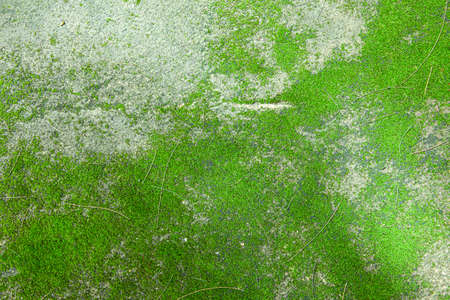 Brown exterior stone floor tiles with moss growing texture and background seamlessの写真素材