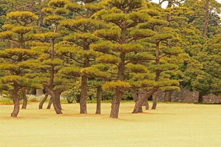 trees in the gardenの写真素材