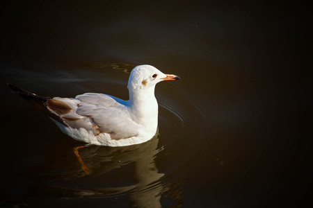 Seagull bird flying on sunset sky with sea backgroundの写真素材